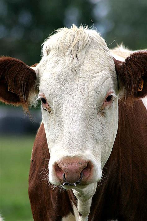 Free Hereford Bull Stock Photo - FreeImages.com