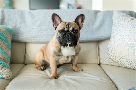 Over 65? These Are the 6 Most Low-Maintenance Dog Breeds — Best Life