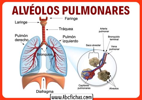 Función de los alveolos pulmonares - ABC Fichas