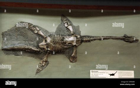 Plesiosaurus hi-res stock photography and images - Alamy