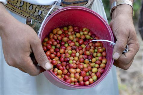 The Revitalization of Yemen’s Coffee Industry