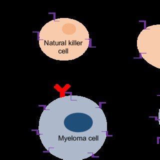 Published elotuzumab clinical trials | Download Scientific Diagram