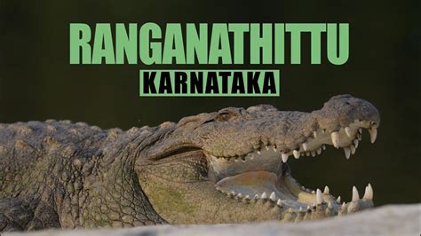 CROCODILES IN INDIA || Ranganathittu Bird Sanctuary - YouTube