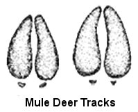 Wild Aware Utah | Mule Deer