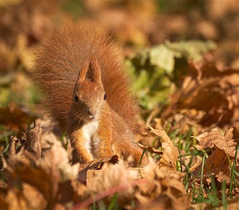 Blending with leaves | Red squirrel (Sciurus vulgaris), well… | Flickr