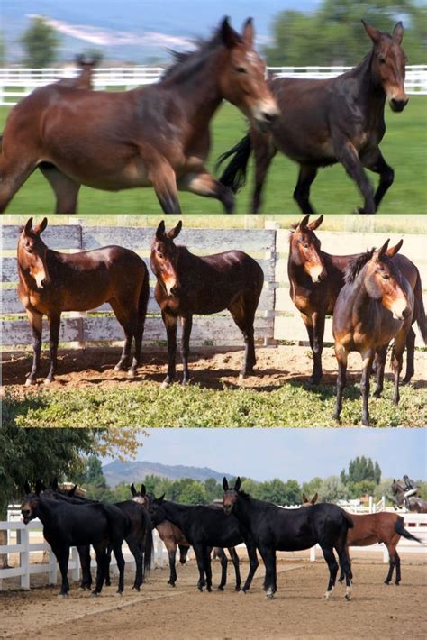 The mule’s popularity has steadily grown since the 1970s. The quality ...