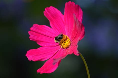 Cosmos Bumblebee Pollination Pink - Free photo on Pixabay - Pixabay