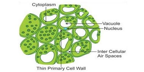 Parenchyma Cells: Structure, Types and Functions