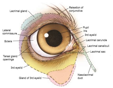 Conjunctivitis in dogs — Elwood vet