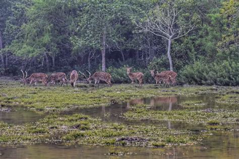 Bhitarkanika National Park - Full Details Of Eco-Retreat, Nature Camp, Boating, Photos, And Safari