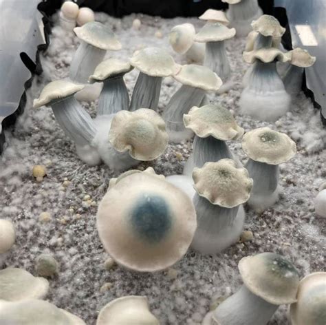 Ghost Mushrooms | Mush Love Genetics