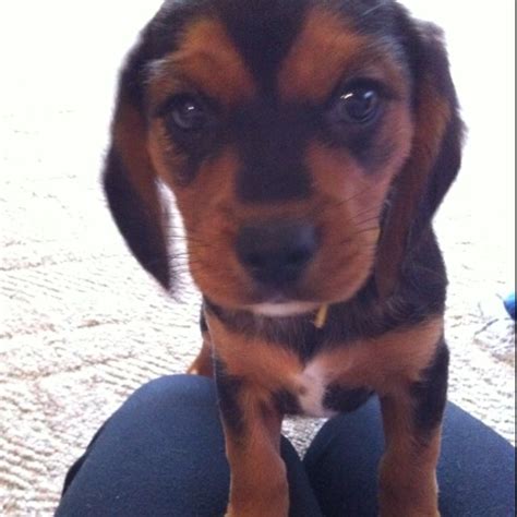 my brothers puppy. a beaglier. so cute! (: | Puppies, Pets, Dogs