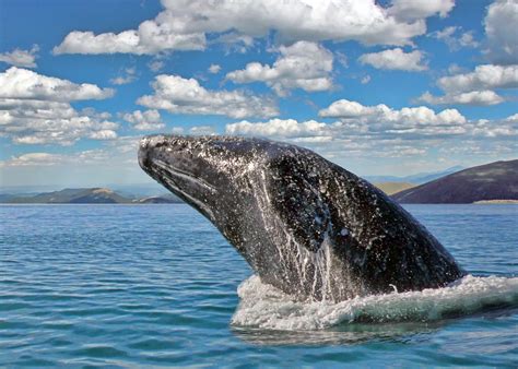 It’s Whale Watching Season in Marin County - Marin Living Magazine