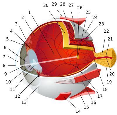 Annulus of Zinn - Wikiwand | Tapetum lucidum, Evolution of the eye, Visual processing