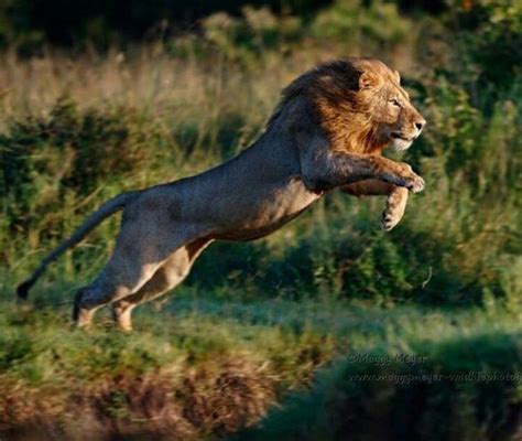 León africano | Lions photos, Wildlife animals, Majestic animals