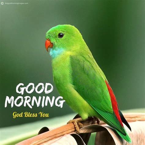 50+ Best Good Morning Birds Images To Wish Anyone