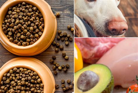 Top 24 Best Organic Dog Foods (And What to Know Before Buying ...