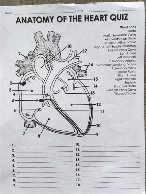 Human Heart Anatomy Quiz