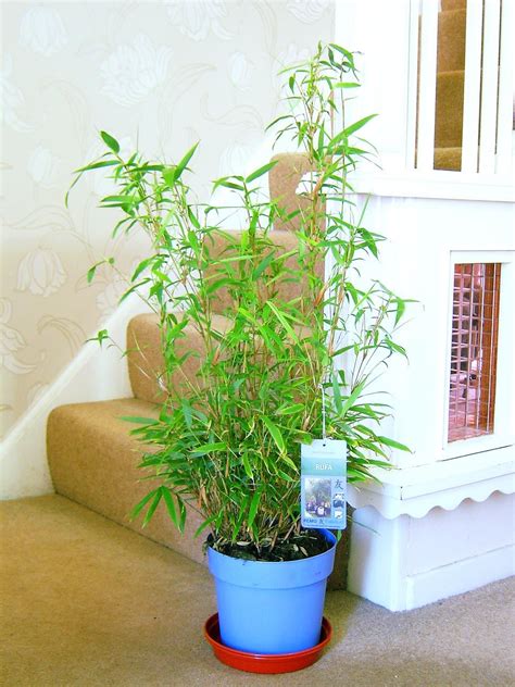 Easyplants-traditionnel evergreen indoor plant jardin arbre @ pot maison bureau | eBay