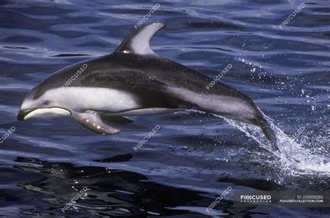 Pacific white sided dolphin - Stock Photos, Royalty Free Images | Focused