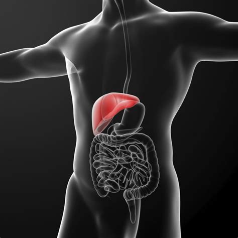 Glucose Homeostasis & the Liver | Livestrong.com