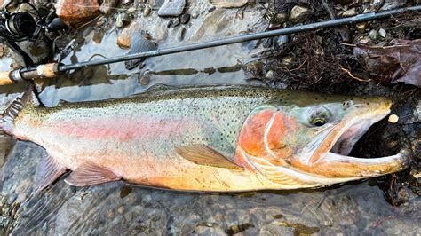 SLAYING Erie Steelhead! (20+ Fish Day on TINY Tributary) - YouTube