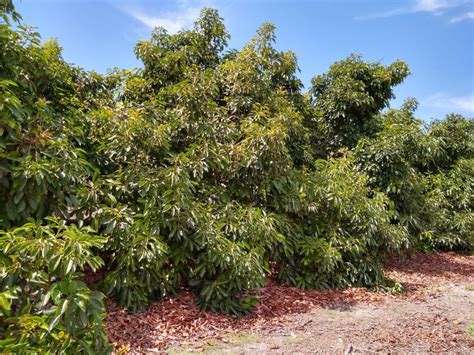 How far apart to plant avocado trees - Greg Alder's Yard Posts: Southern California food gardening