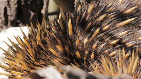 Echidna - Australian Egg-laying Monotreme Stock Footage Video 4880771 ...