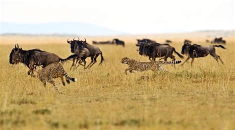 3 Days masai mara safari | kenya wildlife safari, kenya safaris