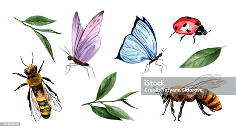 Set Of Insects Watercolor Illustration Isolated On White Background ...