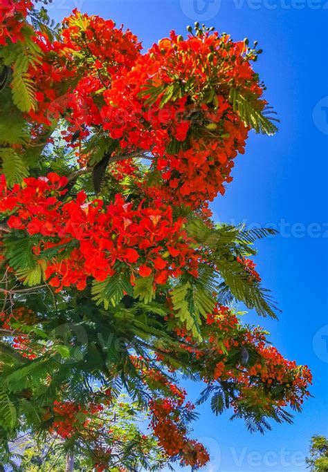 Beautiful tropical flame tree red flowers Flamboyant Delonix Regia ...