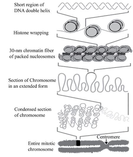 Dna Packaging