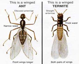 Ants vs. Termites | Lexington, KY | Guarantee Pest Control, Inc.