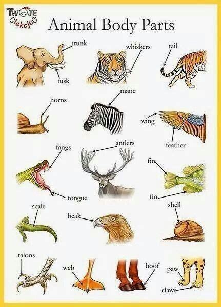 Animal Body Parts | Science | Pinterest | Idiomas, Aprender inglés y Gramática