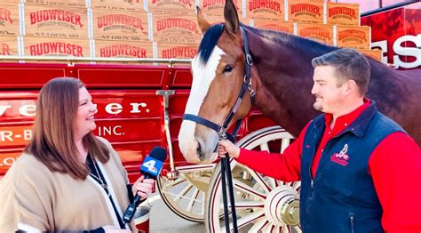 The Budweiser Clydesdales Help Pick the Super Bowl LVI Winner – NBC New York