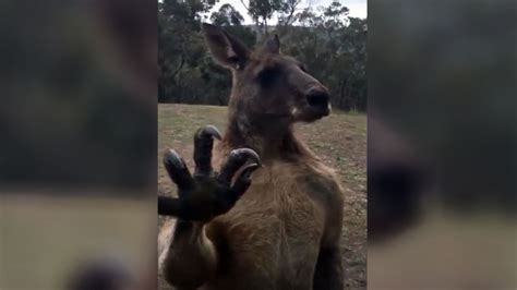 Hopping mad: Beefcake Kangaroo takes on impossible rival (VIDEO) — RT Viral