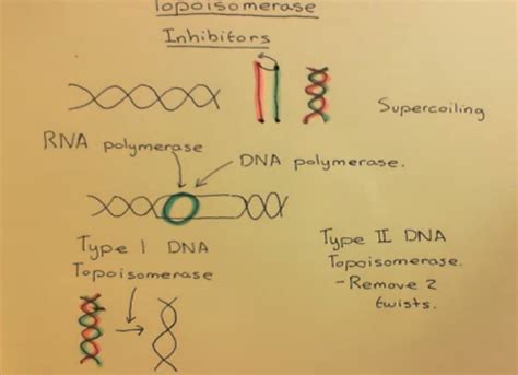 Topoisomerase inhibitors for cancer patients - zeepedia.com