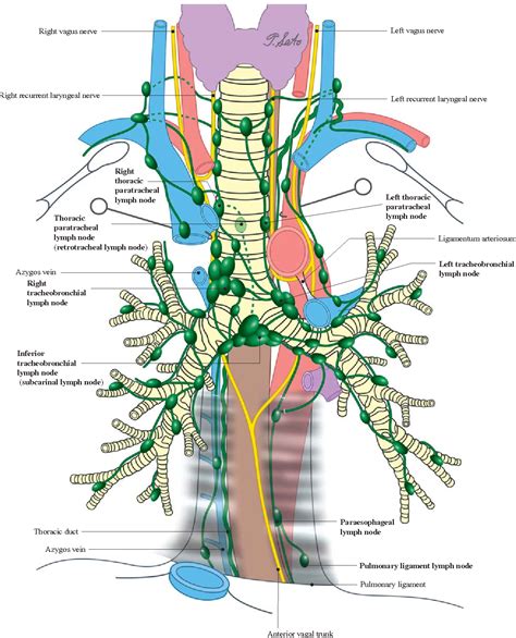 Anatomy Lymph Nodes In Chest