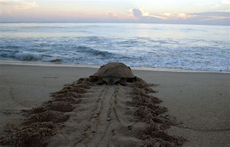 Watch Florida Sea Turtles Nest on the Beach | Sea turtle nest, Sea turtle, Ocean conservation