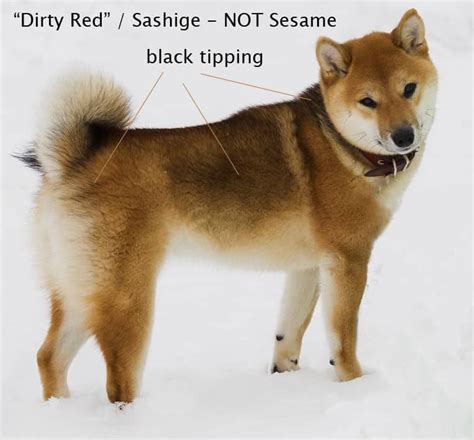 shiba inu colors sesame - Diedra Mcintyre