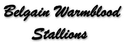 BELGIAN WARMBLOOD STALLIONS