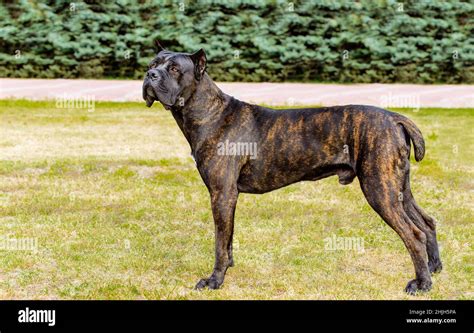 Why Do People Dock Cane Corso Tails