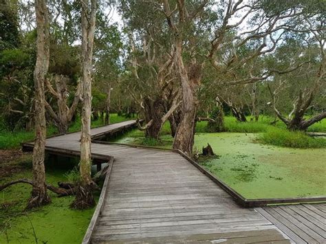 Eagleby Wetlands - Go Duckling