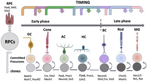 Biomedicines | Free Full-Text | Self-Organization of the Retina during ...