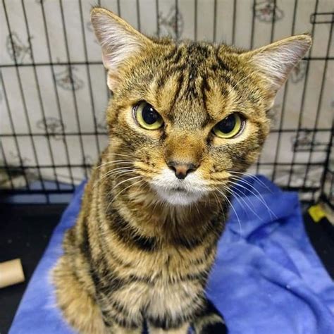 Ohio Shelter Assures that Giggles the Scowling Cat Is Actually Quite 'Sweet and Charming'