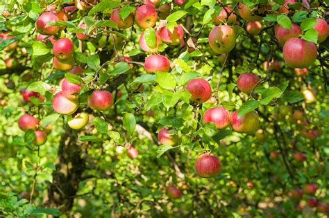 Complete Guide To Apple Tree Pollination - Minneopa Orchards