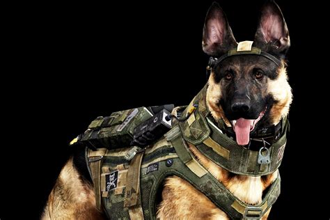 Call of Duty Dog | Call of Duty Dog | Know Your Meme