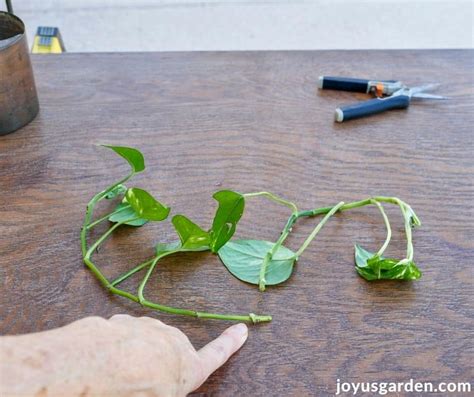 Pothos Propagation: How To Prune + Propagate Pothos