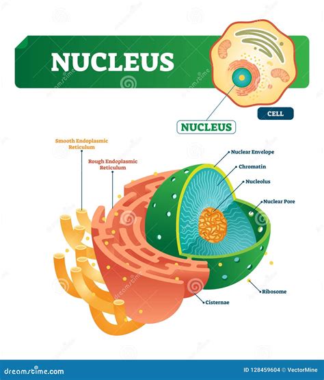 nucleus . labeled diagram with cell structure. Coloso