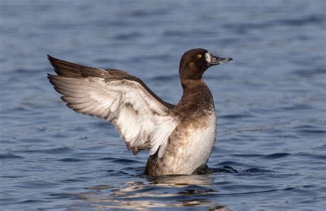 Greater Scaup | San Diego Bird Spot